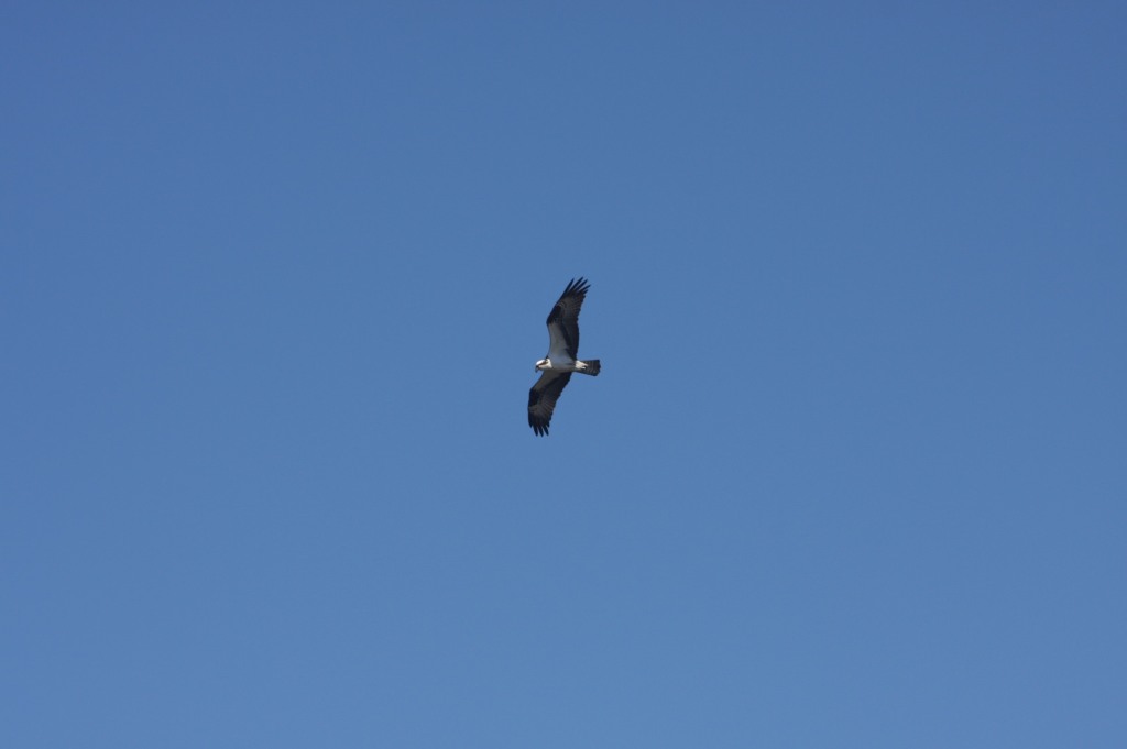 Osprey bird soaring in the sky
